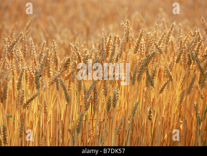 Wheat field Stock Photo