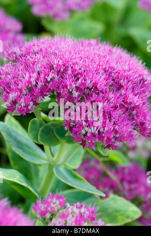 CLOSE UP OF SEDUM SPECTABILE BRILLIANT ICE PLANT FLOWER Stock Photo