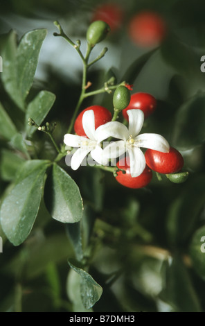 Barktree, Orange Jessamine, Satinwood, Orange Jasmine (Murraya paniculata), with flowers and fruits Stock Photo