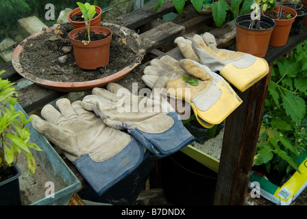 Two pairs of gardening gloves lay on a potting bench in a green house Stock Photo