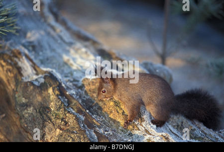Red squirrel in winter Sciurus vulgaris Stock Photo