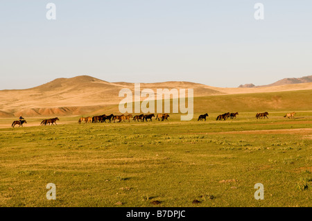 A Mongol herdsman with his herd of horses in the vast Mongolian Grasslands. Stock Photo