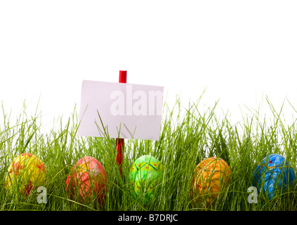 Easter eggs and blank add sign hidden in fresh green grass. Isolated on white background Stock Photo