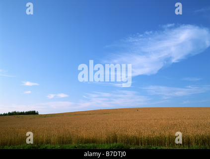 Wheat Field Stock Photo