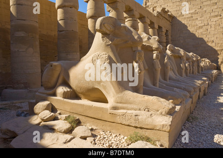 Row of Ram headed Sphinx statues Karnak temple Luxor Egypt Middle East Stock Photo