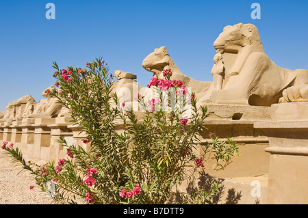 Row of Ram headed Sphinx statues Karnak temple Luxor Egypt Middle East Stock Photo