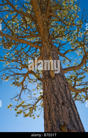 Looking up at a Ponderosa pine along the rim of Bryce Canyon national park Utah Stock Photo