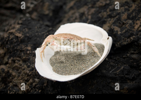 BRITISH COLUMBIA - Crab shell discarded during molt on San Josef Bay on Vancouver Island at Cape Scott Provincial Park.