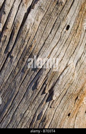 wood texture on ancient Bristlecone pine in Bryce canyon national park Utah Stock Photo