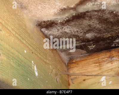Early stage dry rot on floor timber Stock Photo