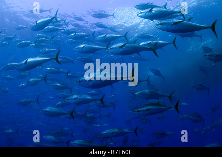 Captive Bluefin Tuna inside a transport cage being taken to Tuna Farm, Turkey, Mediterranean. Stock Photo