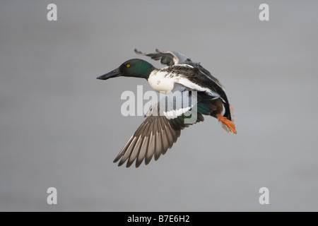 Northern Shoveler Anas clypeata Stock Photo