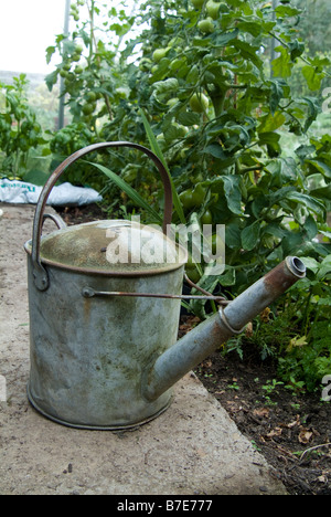Weathered traditional galvanized watering can left in a green house Stock Photo