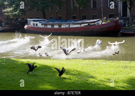 Geese on canal in amsterdam Stock Photo