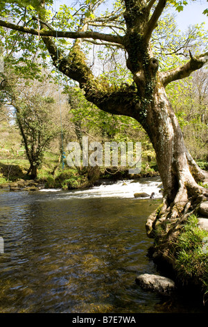 The Afon ( river) Dwyfor river valley in springtime near Criccieth in North Wales Stock Photo