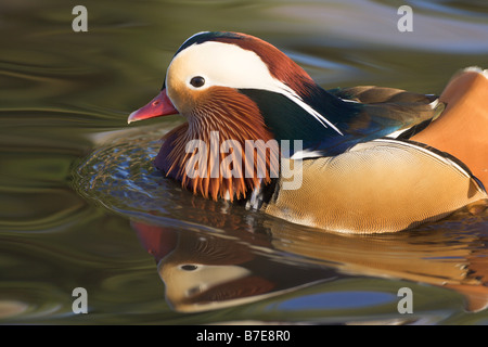 Mandarin Duck male Aix galericulata Stock Photo