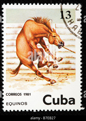 Horse, postage stamp, Cuba, 1981 Stock Photo