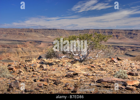 Lonely tree at Fish River Canyon in Namibia Stock Photo