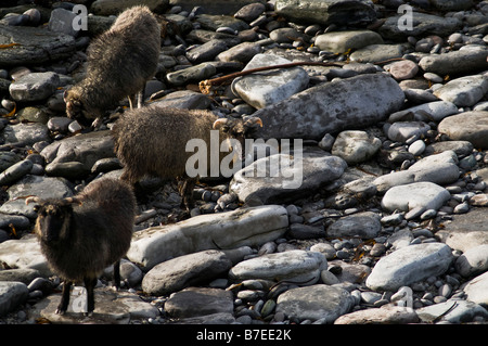 dh  NORTH RONALDSAY ORKNEY Seaweed eating sheep rocky beach shore Stock Photo