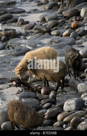 dh  NORTH RONALDSAY ORKNEY North Ronaldsay sheep flock eating seaweed Stock Photo