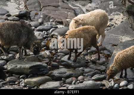 dh  NORTH RONALDSAY ORKNEY Seaweed eating sheep rocky beach shore Stock Photo