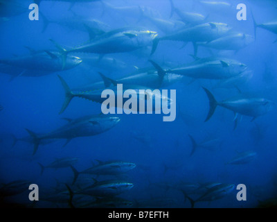 Captive Bluefin Tuna inside a transport cage being taken to Tuna Farm, Turkey, Mediterranean. Stock Photo