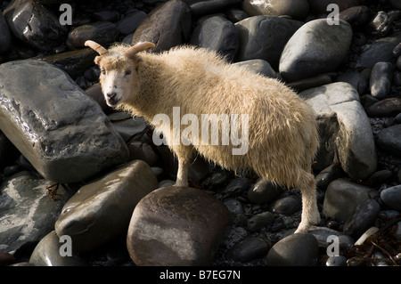 dh  NORTH RONALDSAY ORKNEY Seaweed eating sheep on rugged rocky cliffs Stock Photo