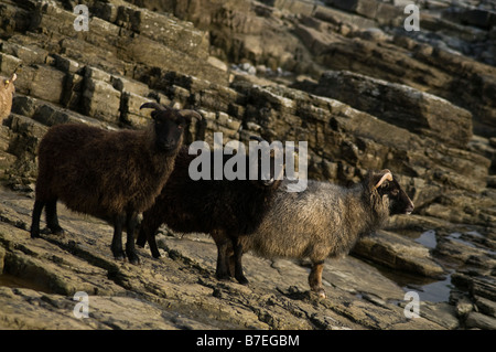 dh  NORTH RONALDSAY ORKNEY Three Seaweed eating sheep on rugged rocky cliffs Stock Photo