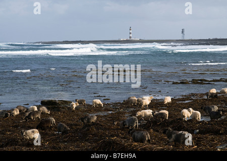 dh Garso Wick NORTH RONALDSAY ORKNEY Seaweed eating sheep on beach lighthouse animals kelp sea flock Stock Photo