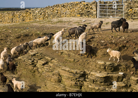 dh  NORTH RONALDSAY ORKNEY Seaweed eating sheep flock and wall keeping them on the shore Stock Photo