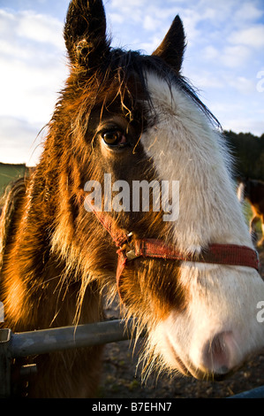 dh Clydesdale horse HORSE UK Clydesdale horse face close up pedigree horses animal Stock Photo