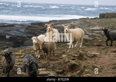 dh  NORTH RONALDSAY ORKNEY Seaweed eating sheep flock on rugged rocky cliffs Stock Photo