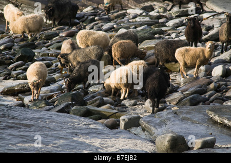 dh  NORTH RONALDSAY ORKNEY North Ronaldsay sheep flock eating seaweed on rocky shore beach Stock Photo