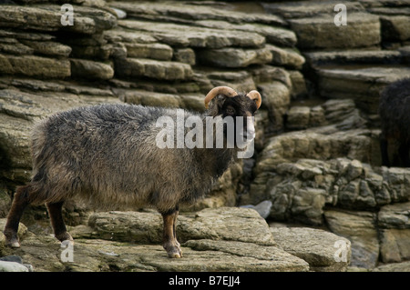 dh  NORTH RONALDSAY ORKNEY Seaweed eating sheep on rugged rocky cliffs Stock Photo