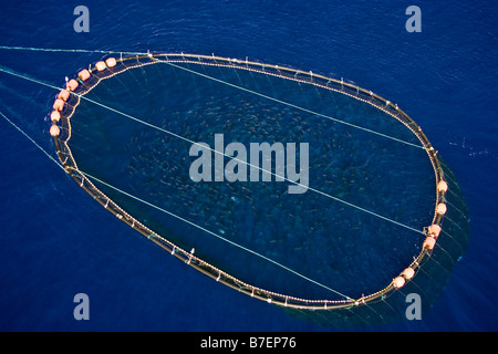 Captive Bluefin Tuna inside a transport cage being taken to Tuna Farm, Turkey, Mediterranean. Stock Photo