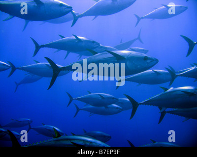 Captive Bluefin Tuna inside a transport cage being taken to Tuna Farm, Turkey, Mediterranean. Stock Photo