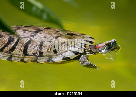 Red-eared Terrapin (Trechemys scripta elegans) Stock Photo