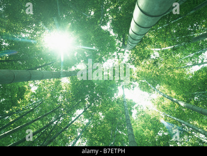 Sunshine filtering through bamboo trees Stock Photo