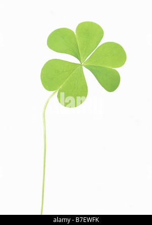 Yellow Wood Sorrel leaf Stock Photo