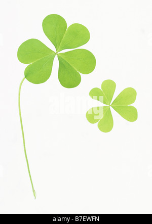 Leaves of Yellow Wood Sorrel Stock Photo