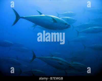 Captive Bluefin Tuna inside a transport cage being taken to Tuna Farm, Turkey, Mediterranean. Stock Photo