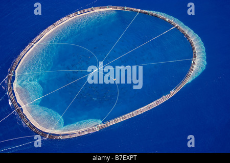 Captive Bluefin Tuna inside a transport cage being taken to Tuna Farm, Turkey, Mediterranean. Stock Photo