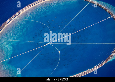 Captive Bluefin Tuna inside a transport cage being taken to Tuna Farm, Turkey, Mediterranean. Stock Photo