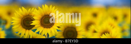 Sunflowers in an Indian field. Grown or the seed crop. Andhra Pradesh, India. Panoramic Stock Photo