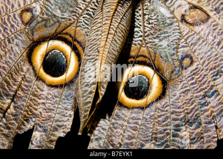 Owl butterfly (caligo species) in Costa Rica Stock Photo