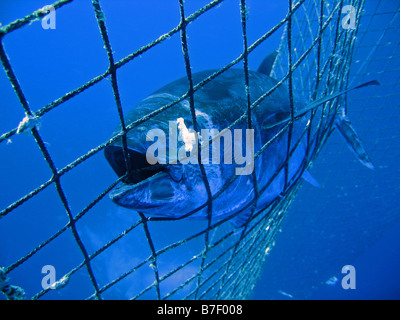 Dead Bluefin Tuna inside a transport cage being taken to Tuna Farm, Turkey, Mediterranean. Stock Photo