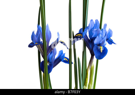 Miniature purple irises on white background with copy space Stock Photo