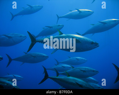 Captive Bluefin Tuna inside a transport cage being taken to Tuna Farm, Turkey, Mediterranean. Stock Photo