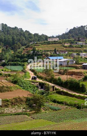 Nuwara Eliya tea country in Sri Lanka Stock Photo