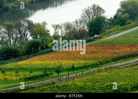 colorful wine fields along the mosel river in germany Stock Photo